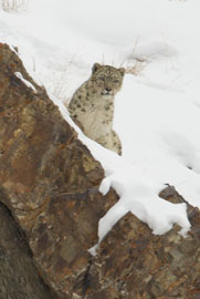 snow leopard